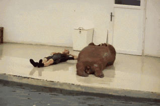Core workouts at home: person working out with a walrus GIF