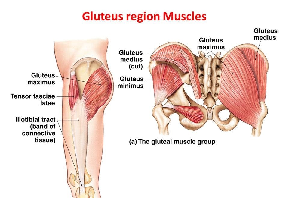 Gluteus Region Muscles Anatomical